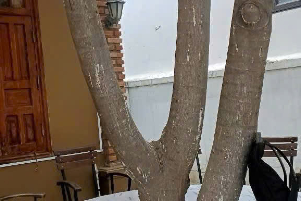 [SÂN VƯỜN RỘNG] NHÀ NGUYÊN CĂN GẦN CHỢ BA LÀNG – 250M² – THOÁNG MÁT – CHỈ 20TRIỆU THÁNG